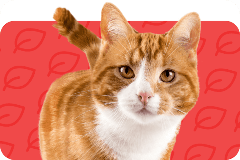 Healthy cat outlet